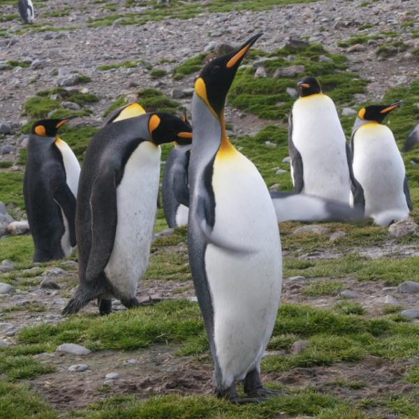 2012-04-08_13-56-24 (1).jpg - King Penguin, Fortuna Bay, South Georgia